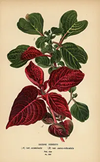 Ricinus: Herbst's bloodleaf varieties, Iresine herbstii