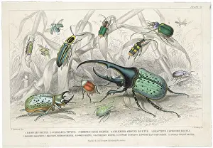 Scarabaeus: HERCULES BEETLE ETC