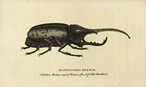 Dynastes: Hercules beetle, Dynastes hercules