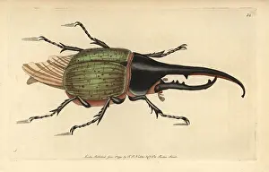 Dynastes: Hercules beetle, Dynastes hercules