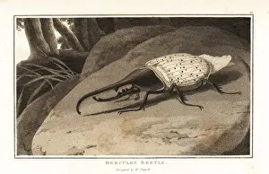 Zoography: Hercules beetle, Dynastes hercules, perched on a rock