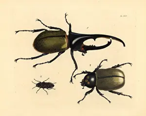 Borer: Hercules beetle and sculptured pine borer