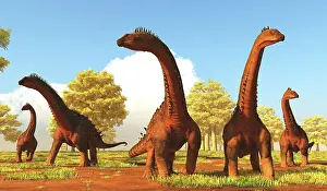 Alamosaurus: A herd of Alamosaurus dinosaurs