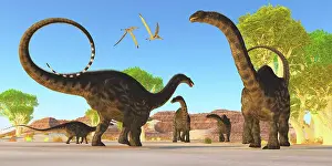 Brontosaurus: Herd of Apatosaurus dinosaurs wander through a prehistoric ?