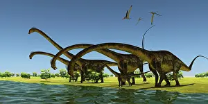 Pteranodon: A herd of Barosaurus dinosaurs bend their long