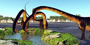 Boulder: A herd of Barosaurus dinosaurs find a luscious