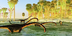 Shallow: A herd of Barosaurus sauropod dinosaurs munch