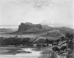 Bisons: Herd of Bisons on the upper Missouri
