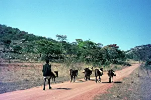Bushveld: Herd boy behind cows on road in Botswana
