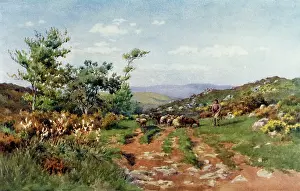 Farms: Herd boy and flock - Portugal