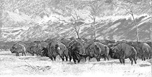 Huddled: Herd of Buffalo in a blizzard 1887