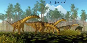 Banthensis: A herd of Camarasaurus dinosaurs eating vegetation