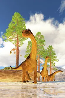 Roaming: A herd of Camarasaurus dinosaurs search for vegetation to ea