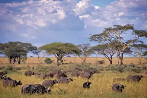Unpredictable: Herd of Cape Buffalo Synceros Caffer Roaming Past