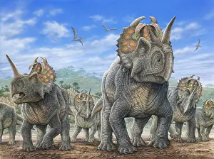 Apertus: A herd of Centrosaurus dinosaurs
