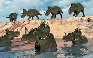Ceratopsia: A herd of Centrosaurus dinosaurs crossing a river