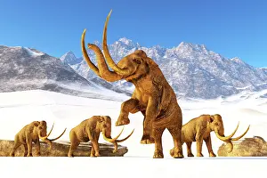 Rearing: A herd of Columbian mammoths navigate their way