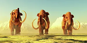 Pleistocene: A herd of Columbian mammoths walk together during