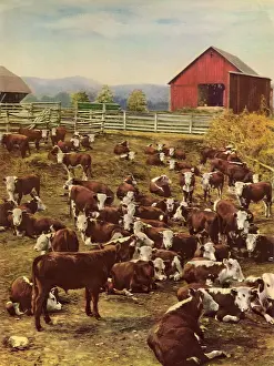 Corral: Herd of Cows