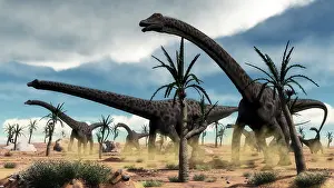 Williamsonia: A herd of Diplodocus dinosaurs walking in a desert landscape