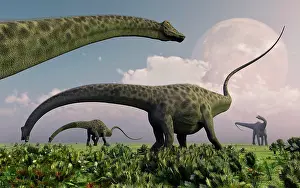 Diplodocus: A herd of Diplodocus sauropod dinosaurs grazing