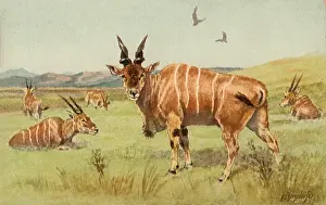 Eland: Herd of Eland