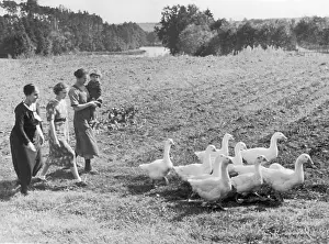 Gaggle: HERD OF GEESE