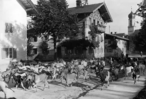Goats: Herd of goats in Oberammergau, 1920