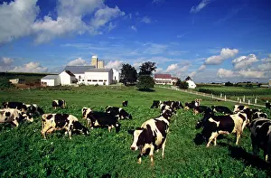 Mid Atlantic: Herd of holstein dairy cows lancaster county