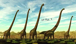 Titanosaur: Herd of Mamenchisaurus youngi dinosaurs