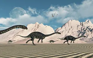 Massospondylus: A herd of Massospondylus dinosaurs crossing a desert