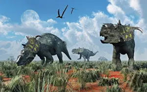 Pachyrhinosaurus: A herd of Pachyrhinosaurus dinosaurs