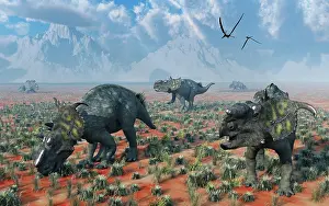 Pachyrhinosaurus: A herd of Pachyrhinosaurus dinosaurs