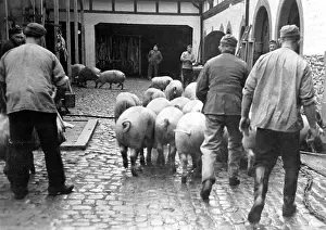 Provisioning: A herd of pigs is shepherded to the butcher to supply