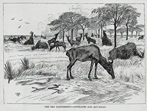 Antelopes: A Herd of Red Hartebeest, Mount Kilamanjaro