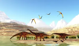 Pterosaur: A herd of sauropod Spinophorosaurus dinosaurs