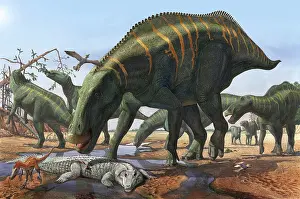 Searching: A herd of Shantungosaurus dinosaurs scavenging for food