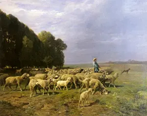 Jacque: Herd of Sheep