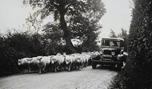 Appledore: Herd of sheeps