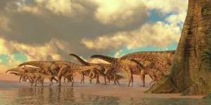 Niger: A herd of Spinosphorosaurus