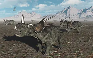 Styracosaurus: A herd of Styracosaurus dinosaurs during Earth's Cretaceous