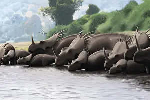 Styracosaurus: Herd of Styracosaurus dinosaurs grazing in a prehistoric ?
