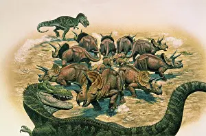 Defending: A herd of Triceratops defend their territory against a pair