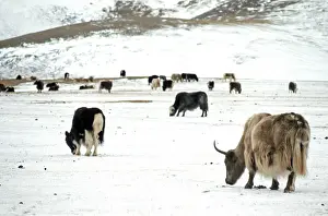 Altai: Herd of yaks, 1973