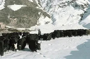 Nearly: Herd of yaks in Caucasian mountains, 1986