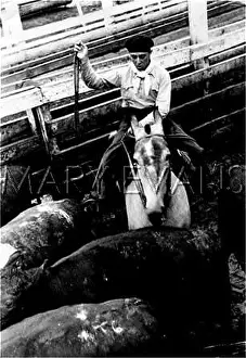 Slaughterhouse: HERDING CATTLE
