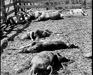 Industrialisation: Herds of Cows Suffering And Dying Because of