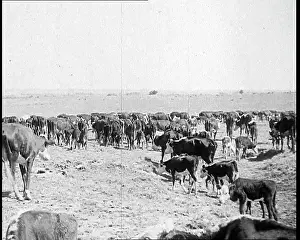 Industrialisation: Herds of Cows Suffering And Dying Because of