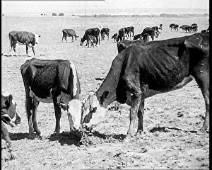 Industrialisation: Herds of Cows Suffering And Dying Because of