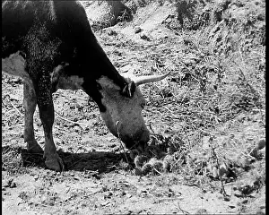 Industrialisation: Herds of Cows Suffering And Dying Because of